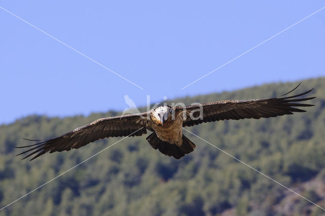 Lammergier (Gypaetus barbatus)