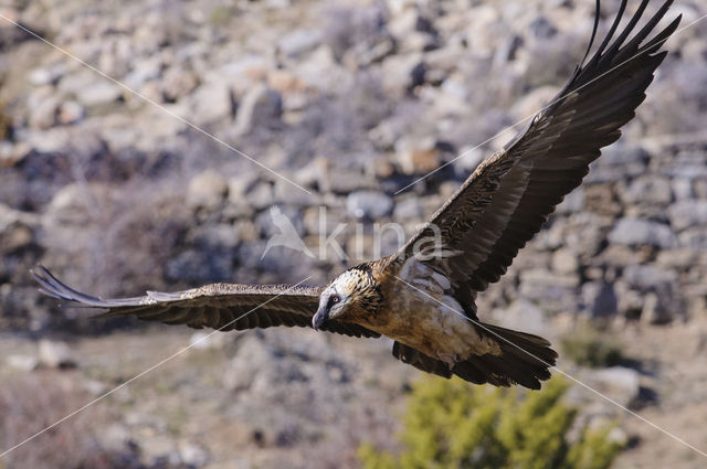 Lammergier (Gypaetus barbatus)