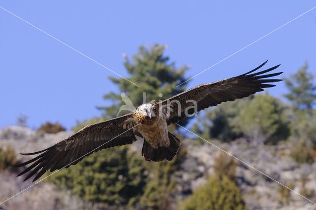 Lammergier (Gypaetus barbatus)