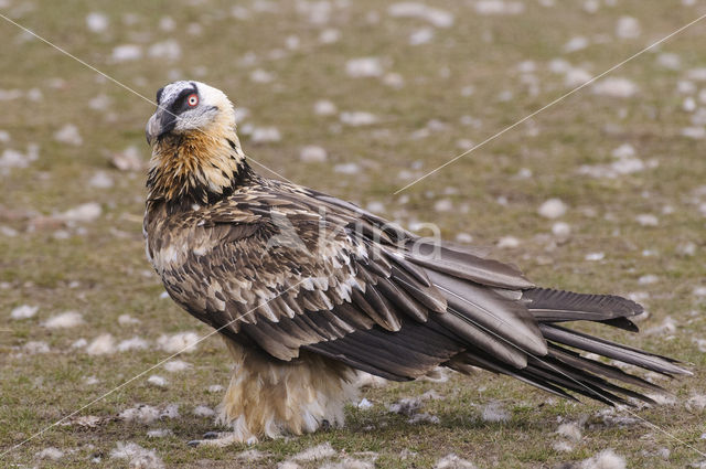 Lammergier (Gypaetus barbatus)