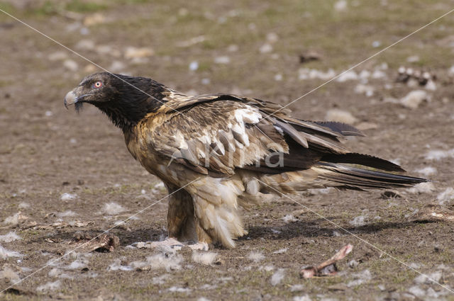 Lammergier (Gypaetus barbatus)