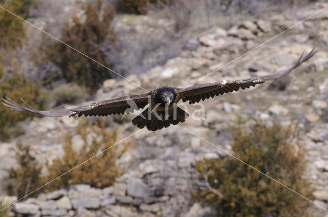 Lammergier (Gypaetus barbatus)