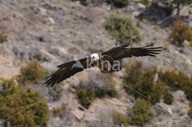 Lammergier (Gypaetus barbatus)