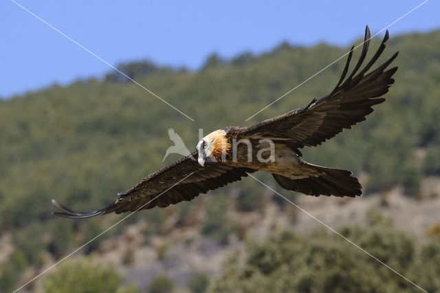 Lammergier (Gypaetus barbatus)