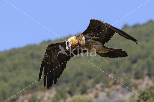 Lammergier (Gypaetus barbatus)