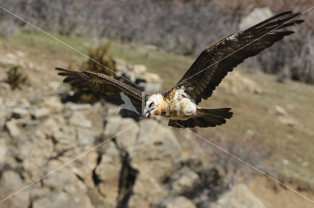 Lammergier (Gypaetus barbatus)