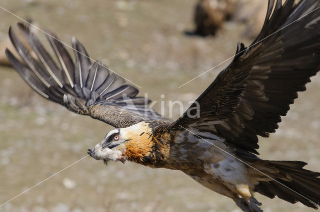 Lammergier (Gypaetus barbatus)