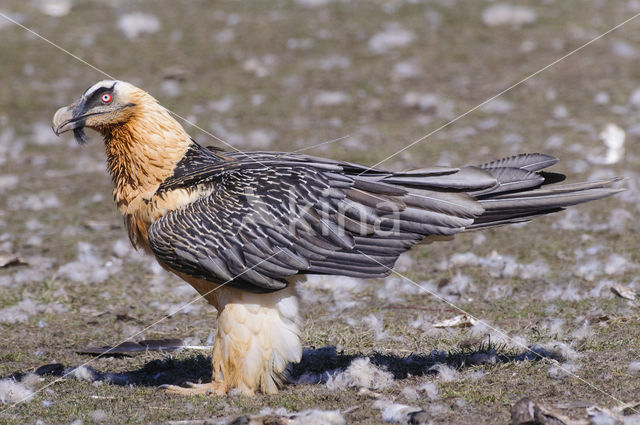 Lammergier (Gypaetus barbatus)