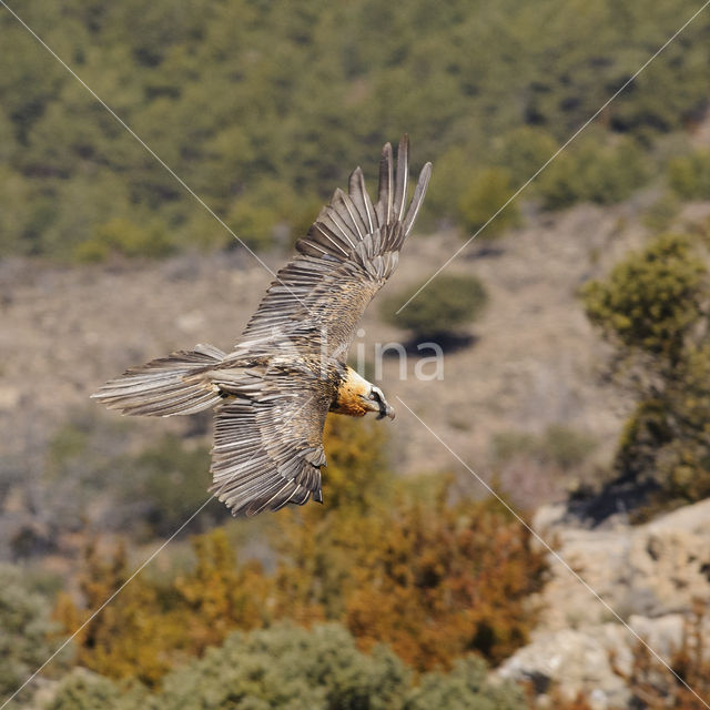 Lammergier (Gypaetus barbatus)