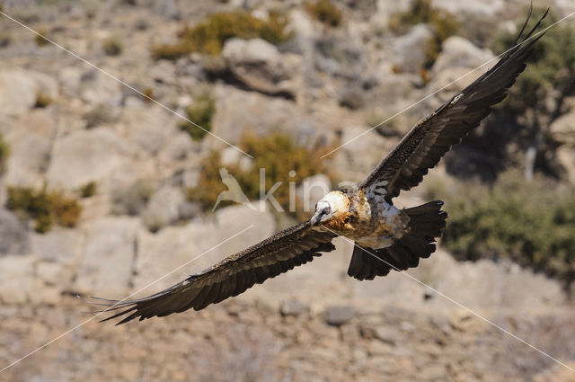 Lammergier (Gypaetus barbatus)