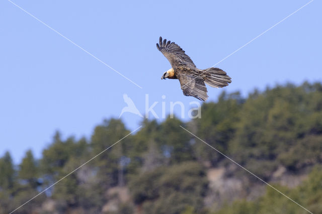 Lammergier (Gypaetus barbatus)