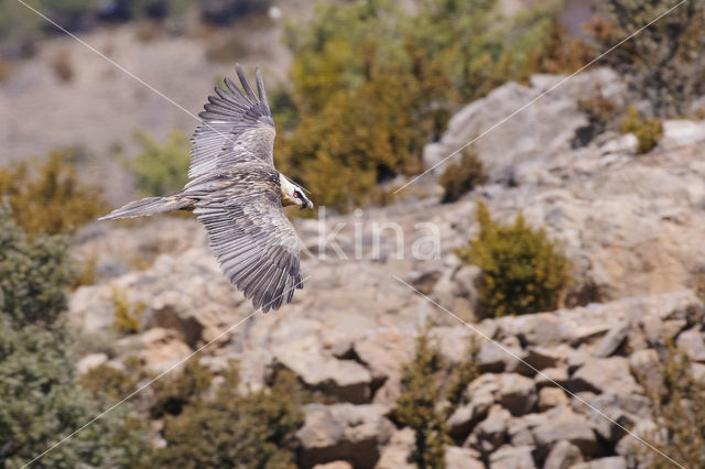 Lammergier (Gypaetus barbatus)