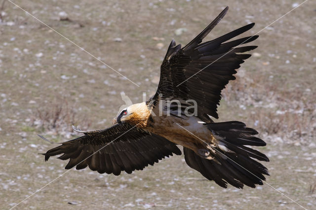 Lammergier (Gypaetus barbatus)