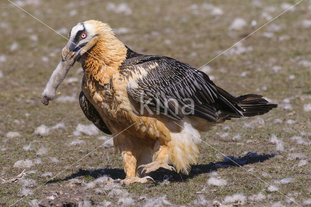 Lammergier (Gypaetus barbatus)