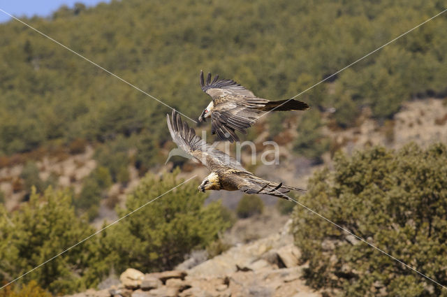 Lammergier (Gypaetus barbatus)