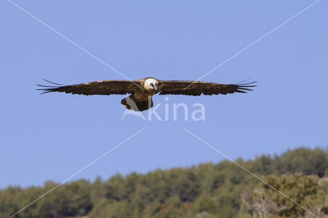 Lammergier (Gypaetus barbatus)