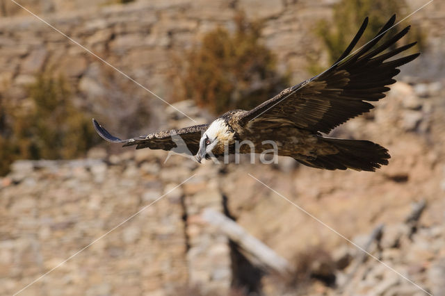 Lammergier (Gypaetus barbatus)