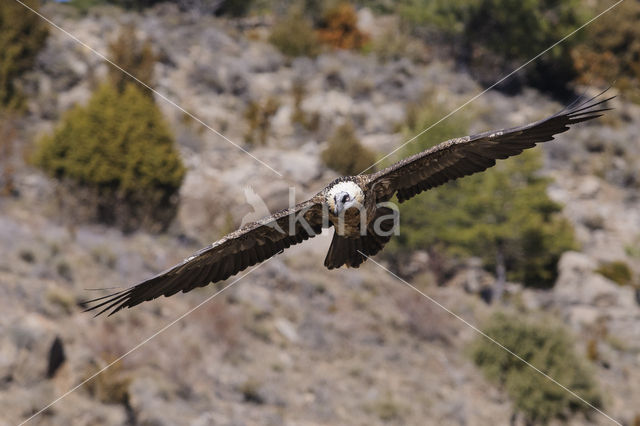 Lammergier (Gypaetus barbatus)