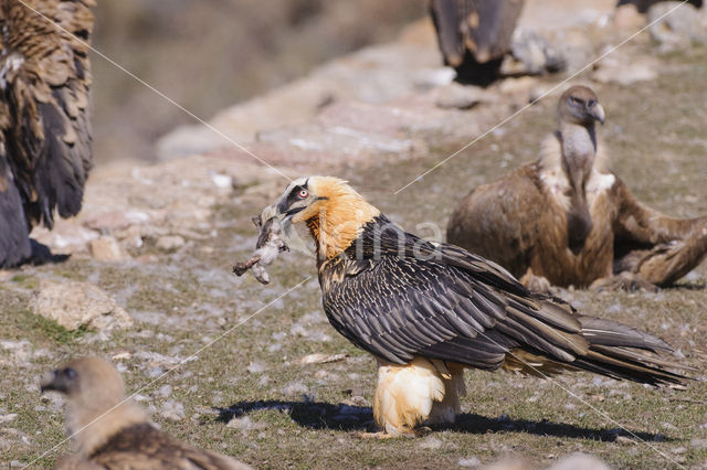 Lammergier (Gypaetus barbatus)