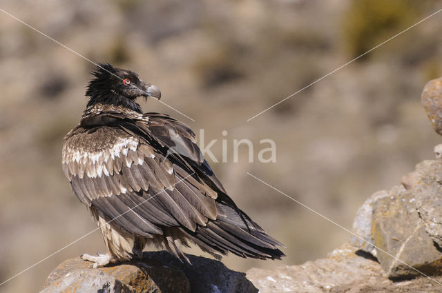 Lammergier (Gypaetus barbatus)