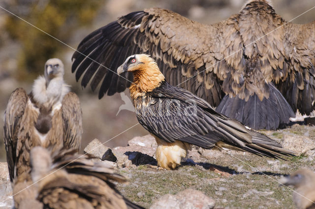 Lammergier (Gypaetus barbatus)