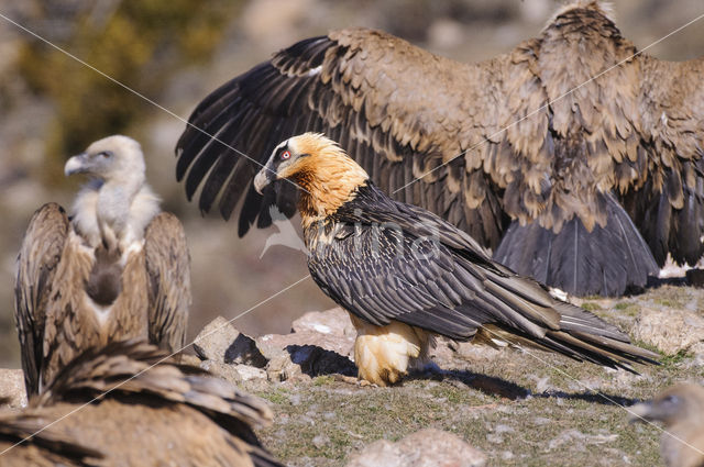 Vulture