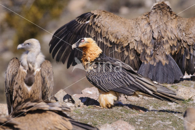 Lammergier (Gypaetus barbatus)