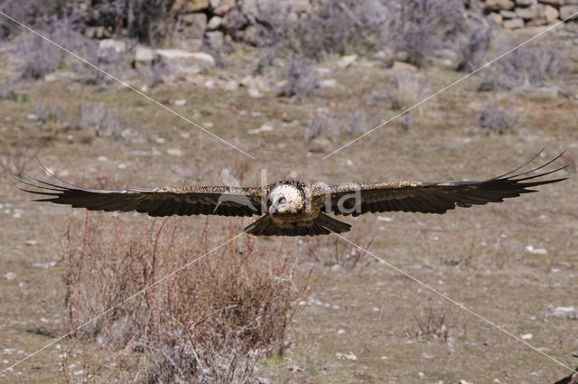 Lammergier (Gypaetus barbatus)