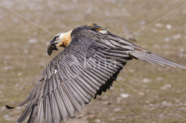 Lammergier (Gypaetus barbatus)