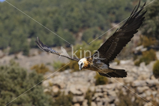 Lammergier (Gypaetus barbatus)