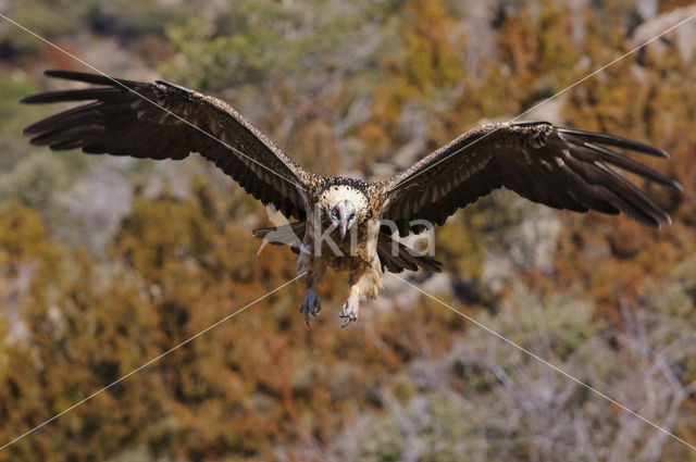 Lammergier (Gypaetus barbatus)