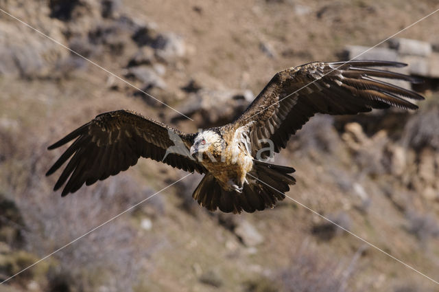 Lammergier (Gypaetus barbatus)