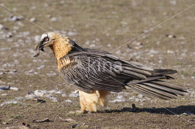 Lammergier (Gypaetus barbatus)