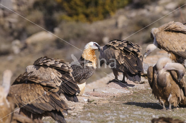 Lammergier (Gypaetus barbatus)