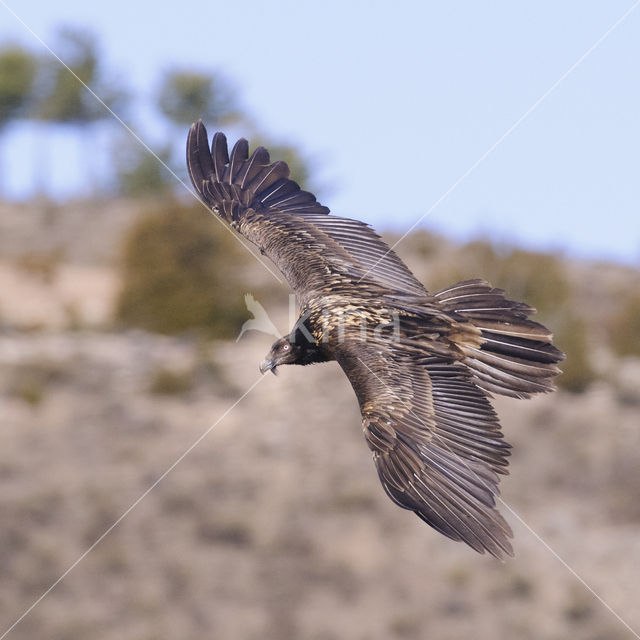 Lammergier (Gypaetus barbatus)