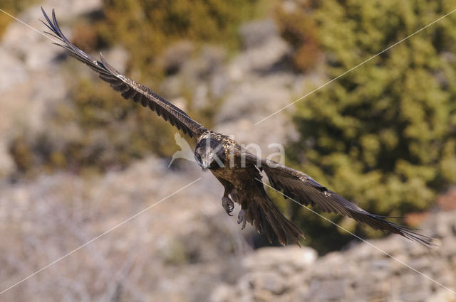 Lammergier (Gypaetus barbatus)