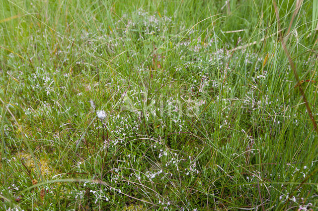 Bog-rosemary (Andromeda polifolia)