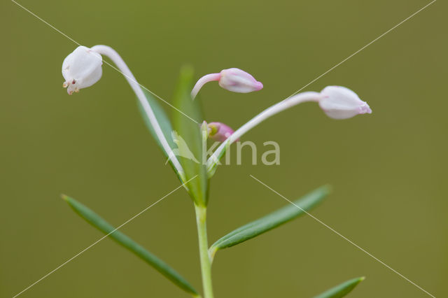 Bog-rosemary (Andromeda polifolia)