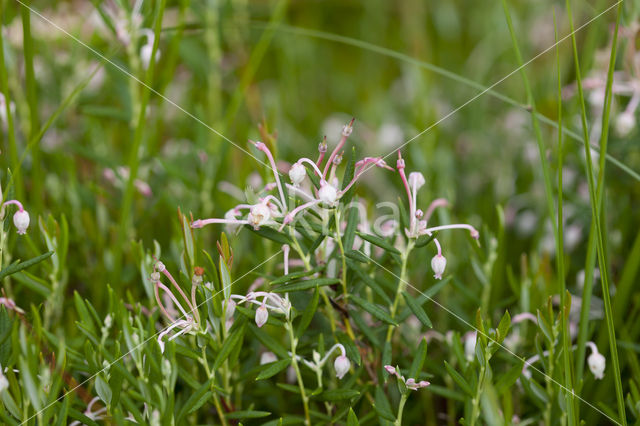 Bog-rosemary (Andromeda polifolia)