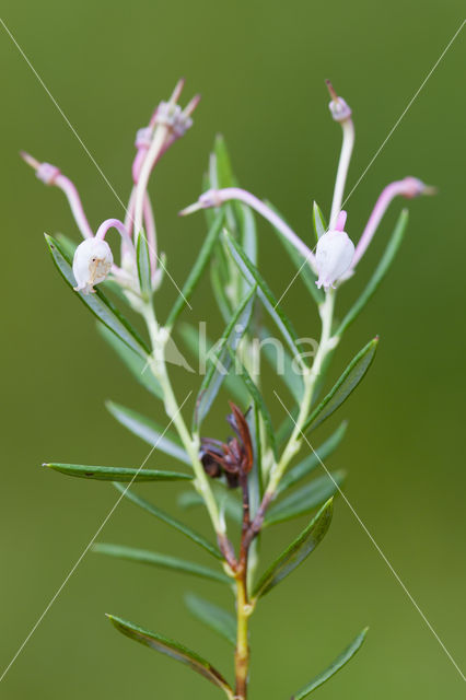 Bog-rosemary (Andromeda polifolia)