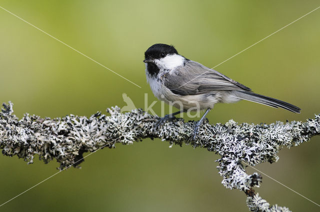 Matkop (Parus montanus)