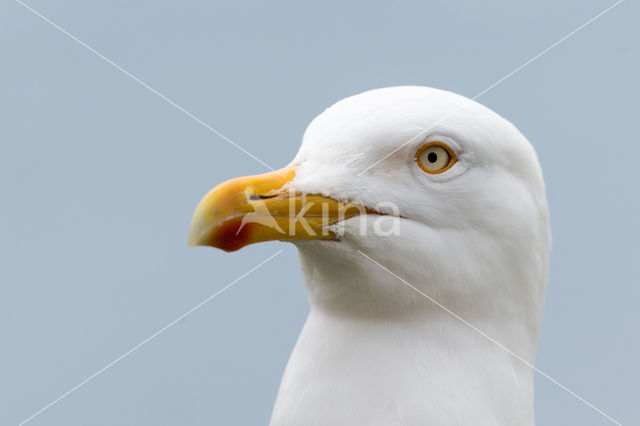 gull (Larus spec.)