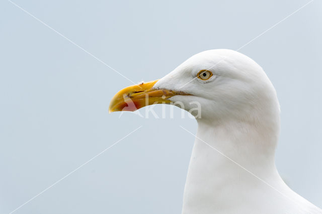 gull (Larus spec.)
