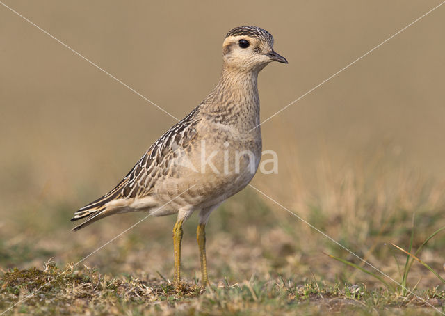 Morinelplevier (Eudromias morinellus)