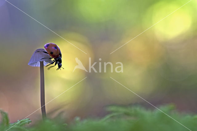 bonnet (Mycena spec.)