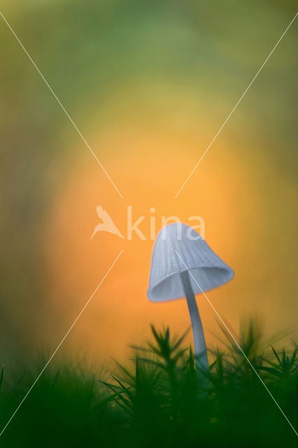 Mycena spec.