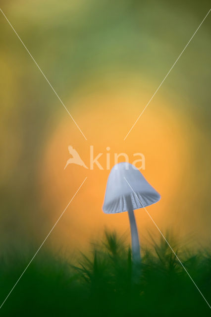 bonnet (Mycena spec.)