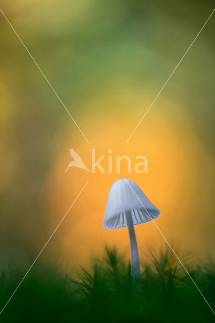 bonnet (Mycena spec.)