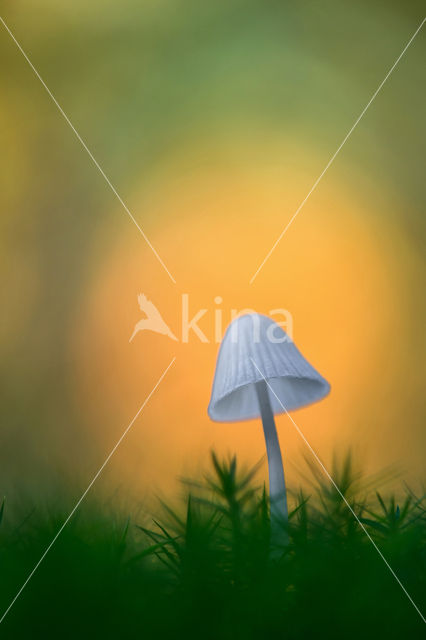 bonnet (Mycena spec.)