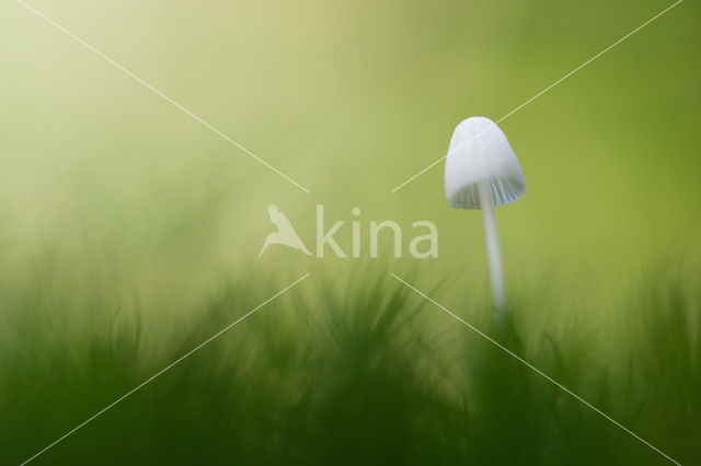 bonnet (Mycena spec.)